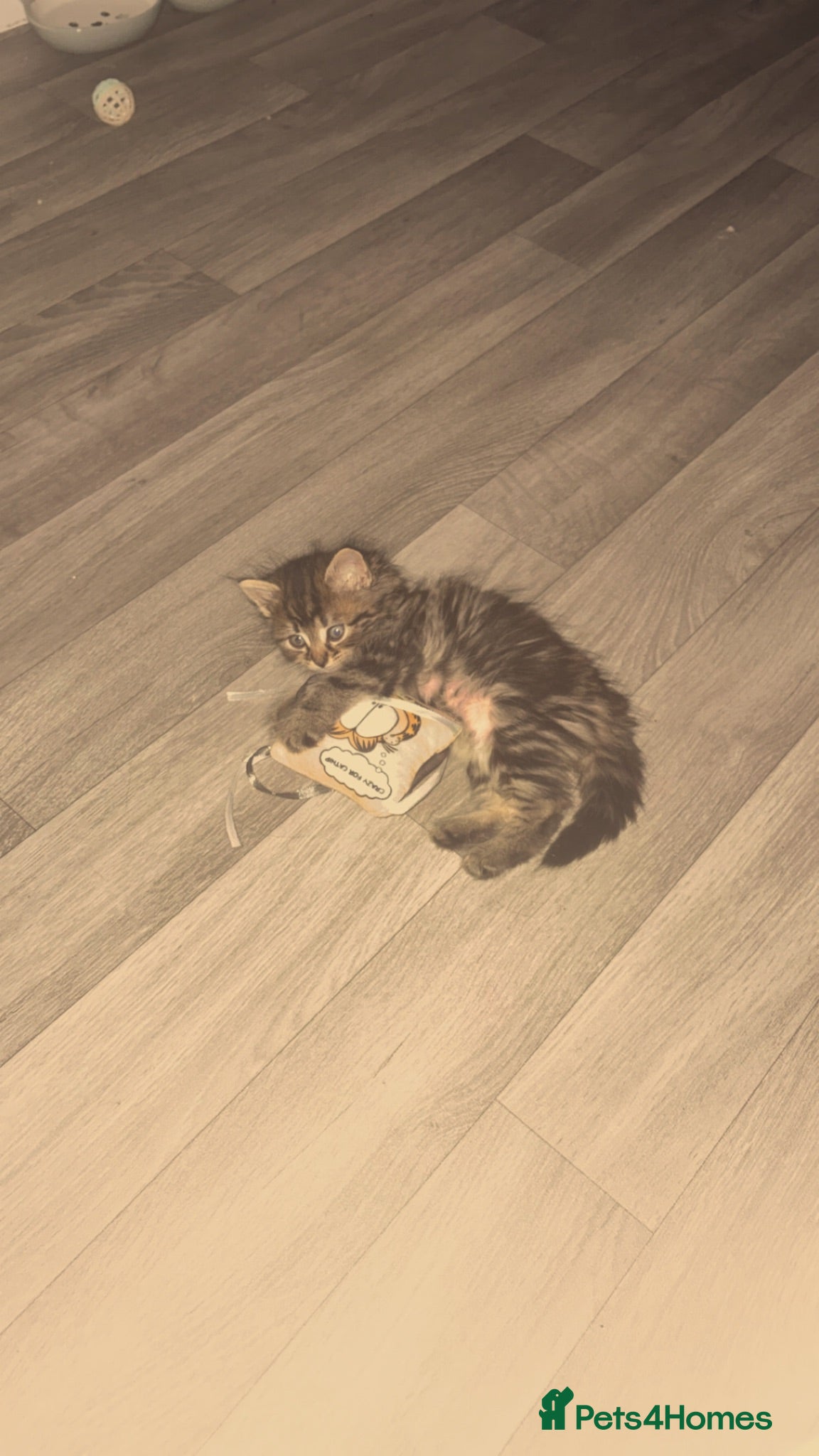 British Longhair cats British longhair kitten mixed with tabby - Advert 1