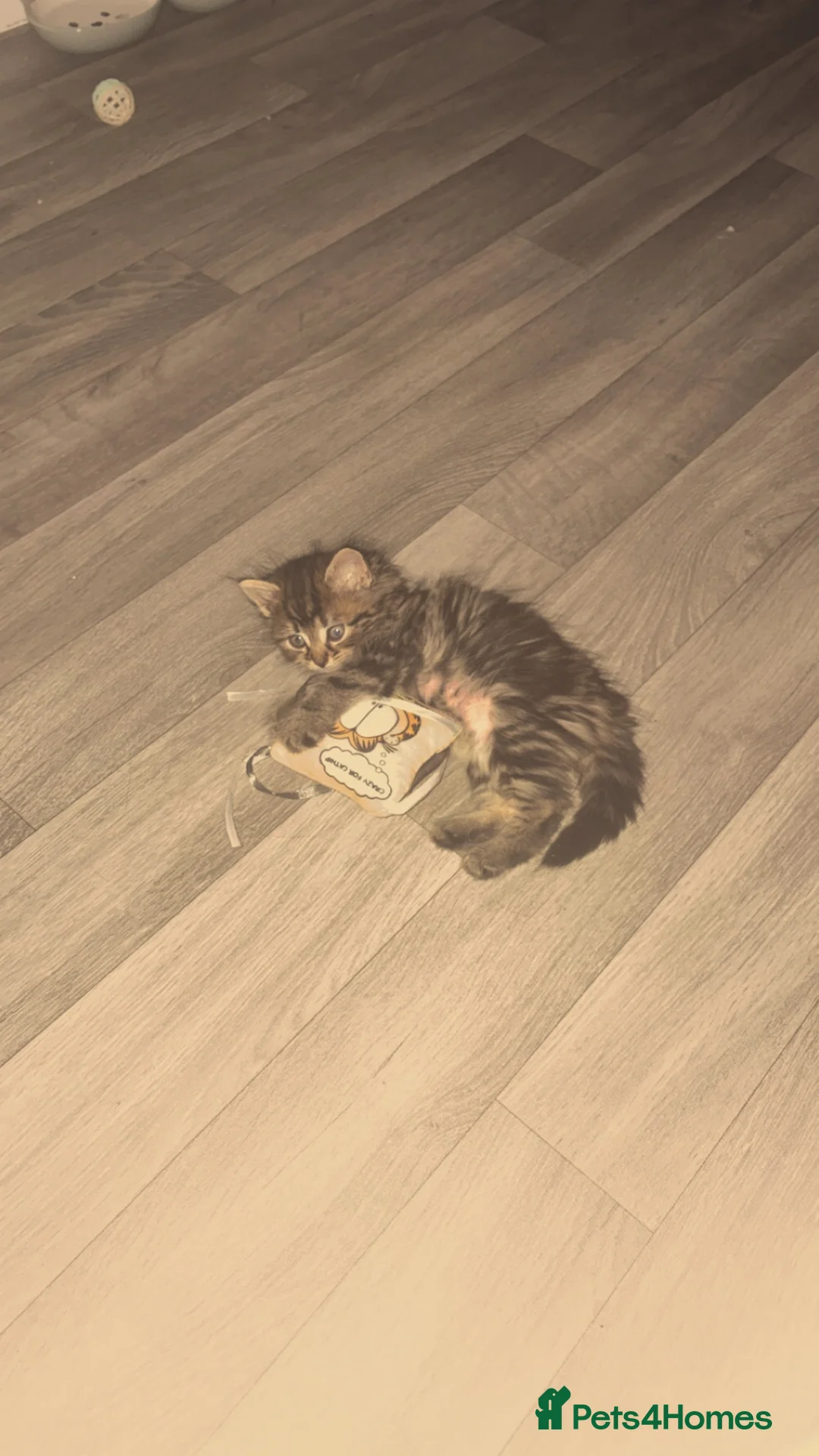 British Longhair cats for sale: British longhair kitten mixed with tabby in Grantham - Advert 1
