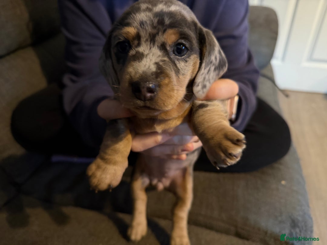 Dachshund dogs for sale: Isabella, pied, dapple dachshund - Advert 12