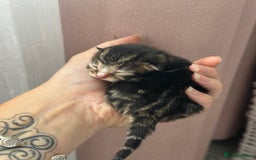 Mixed Breed cats for sale: Beautiful Tabby Kittens For Sale  - Image 6