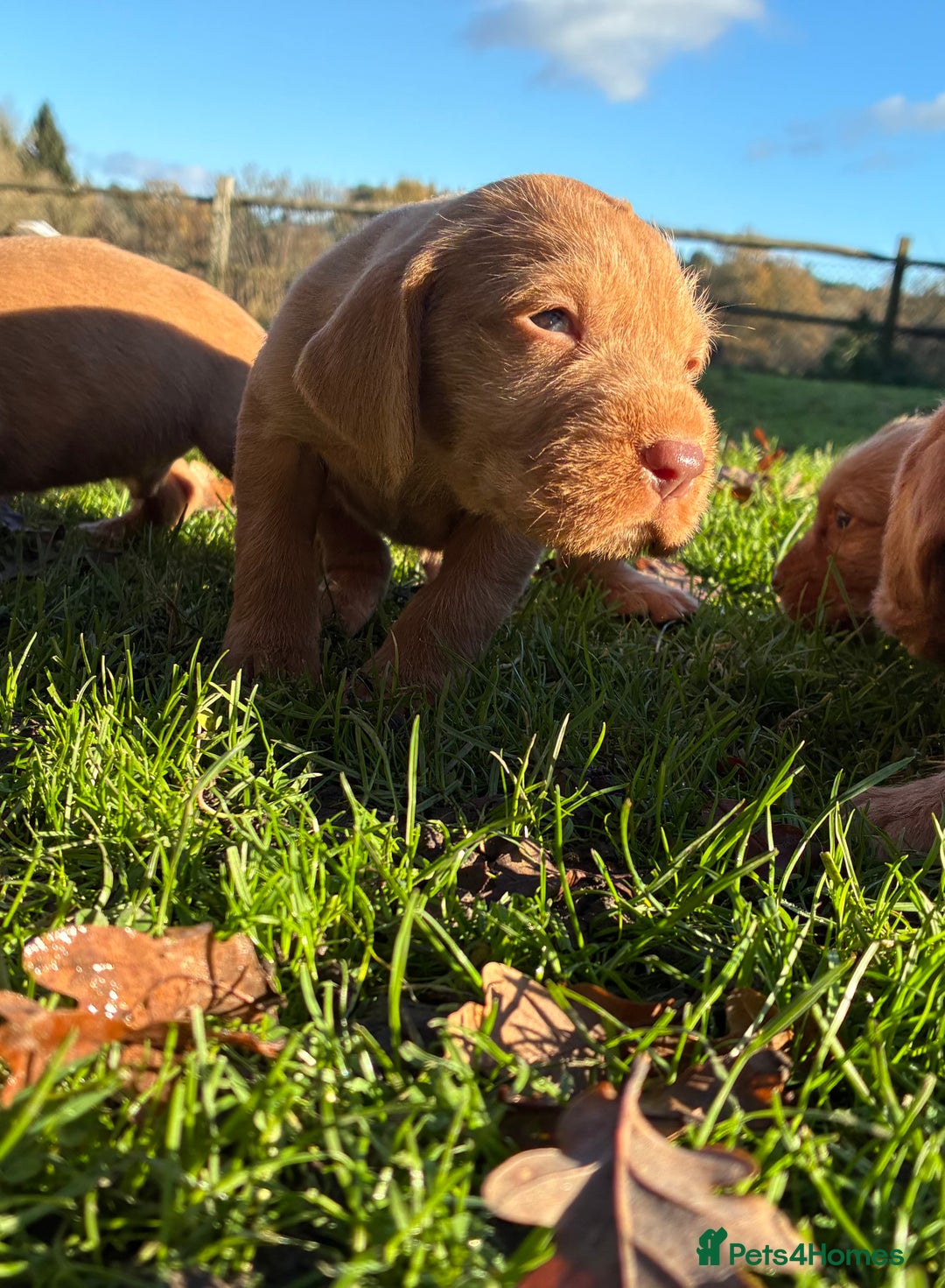 Hungarian Vizsla dogs for sale: Hungarian Wirehaired Vizsla Puppies - Advert 6