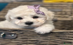 Bichon Frise dogs for sale: ✨ Bichon Frisé Puppies from Champion Bloodlines ✨ - Advert 32