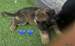 German Shepherd dogs for sale: Beautiful puppies looking for there new homes.  - Image 3