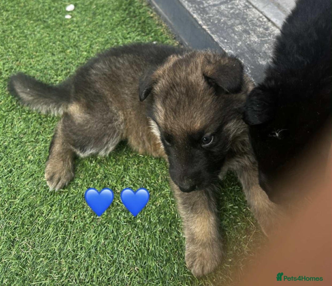 German Shepherd dogs for sale: Beautiful puppies looking for there new homes.  - Image 3