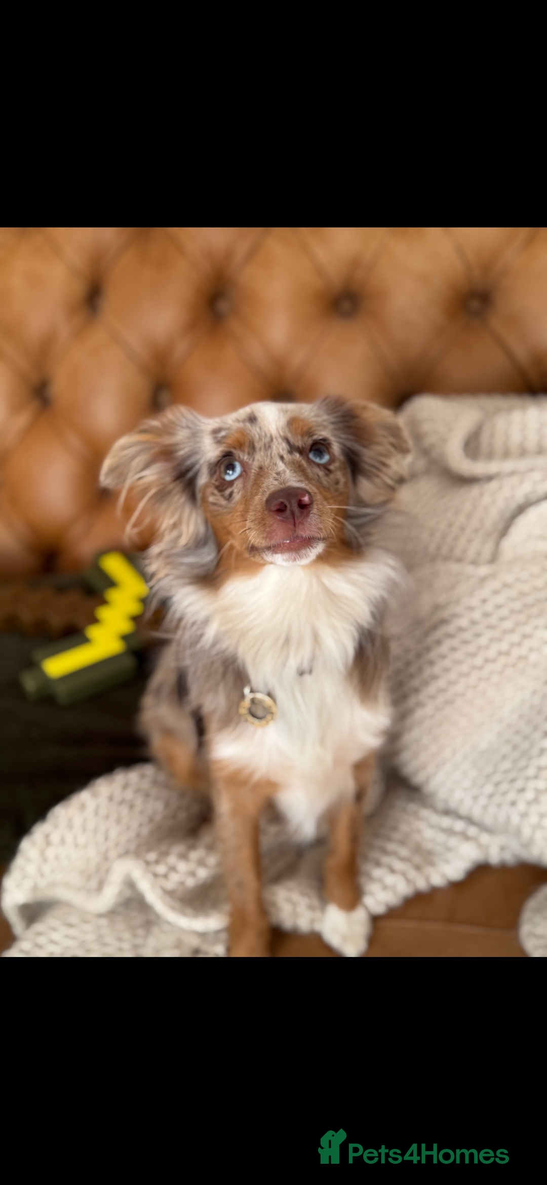 Australian Shepherd dogs for sale: Toy Australian Shepherd Bitch  - Image 5