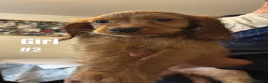 Cocker Spaniel 5