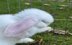 Mini Lop rabbits for sale: Mini Lop Male Twins Ready Now - Image 7