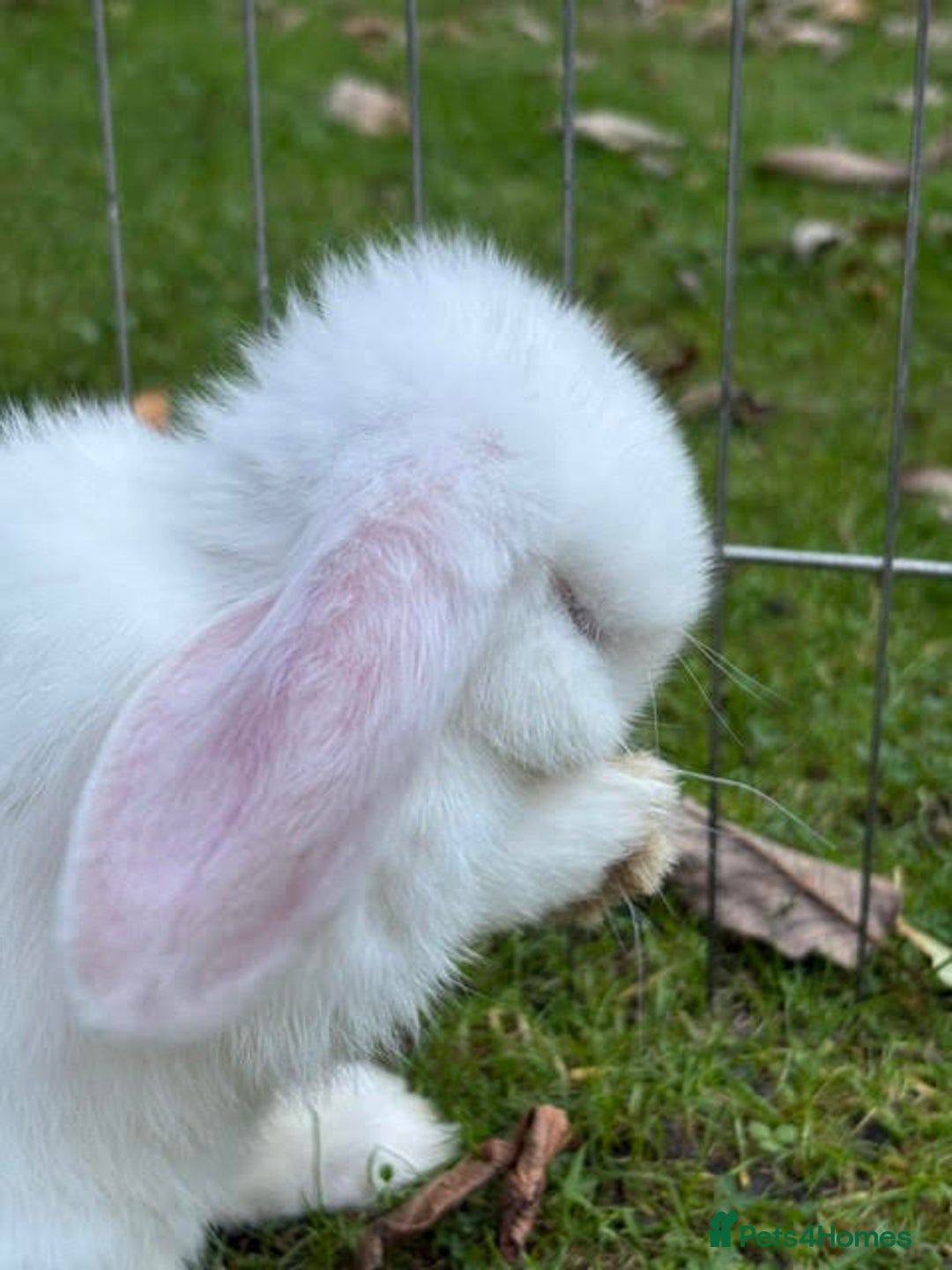 Mini Lop rabbits for sale: Mini Lop Male Twins Ready Now - Image 7