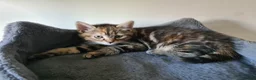 Mixed Breed cats for sale: Mother and two daughters  - Advert 8