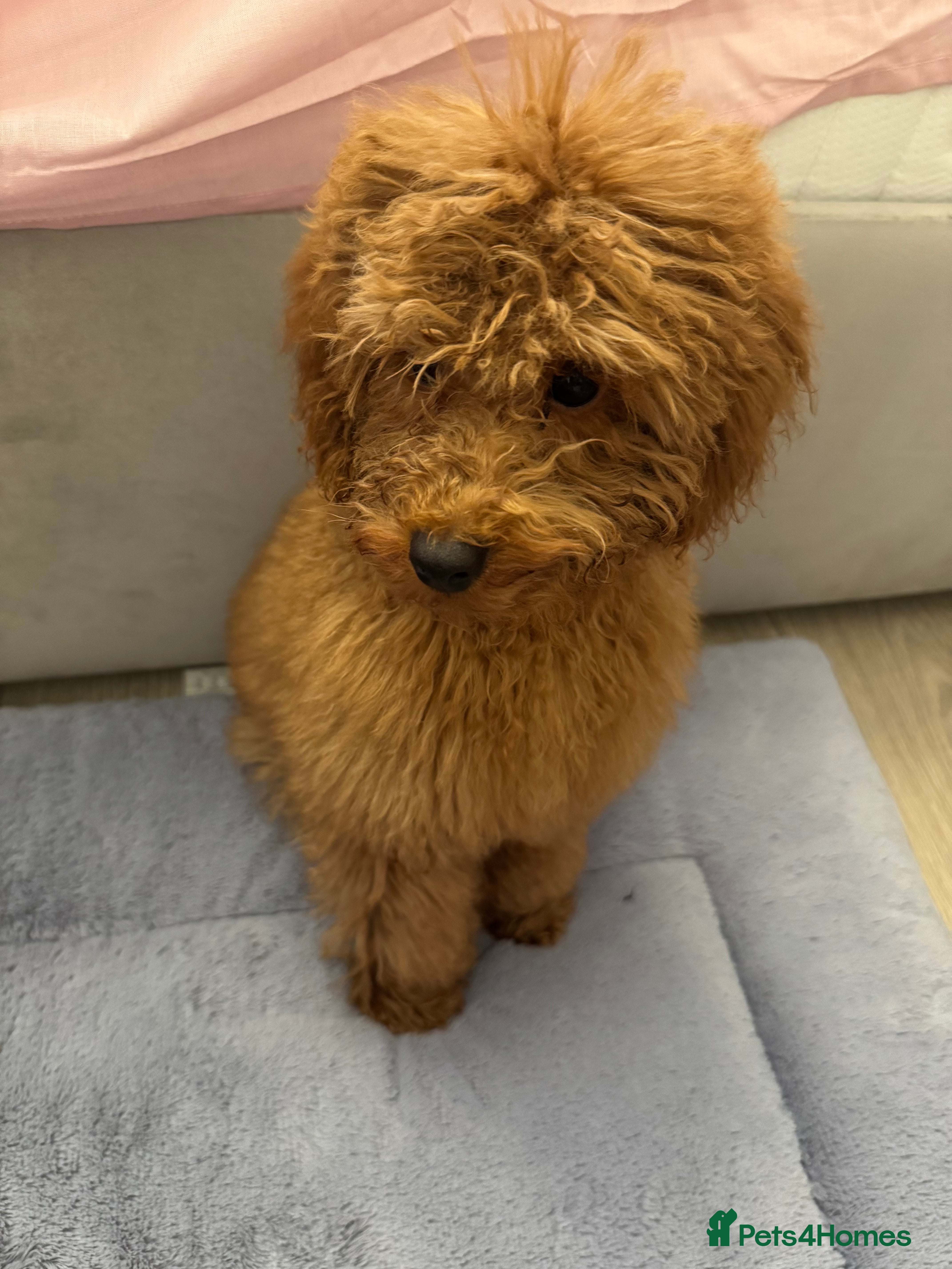 Mixed Breed dogs Beautiful Apricot Miniature Poodle Male 5 Months - Advert 10