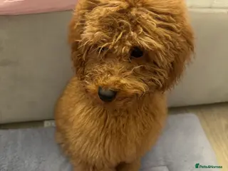 Mixed Breed dogs Beautiful Apricot Miniature Poodle Male 5 Months - Advert 2