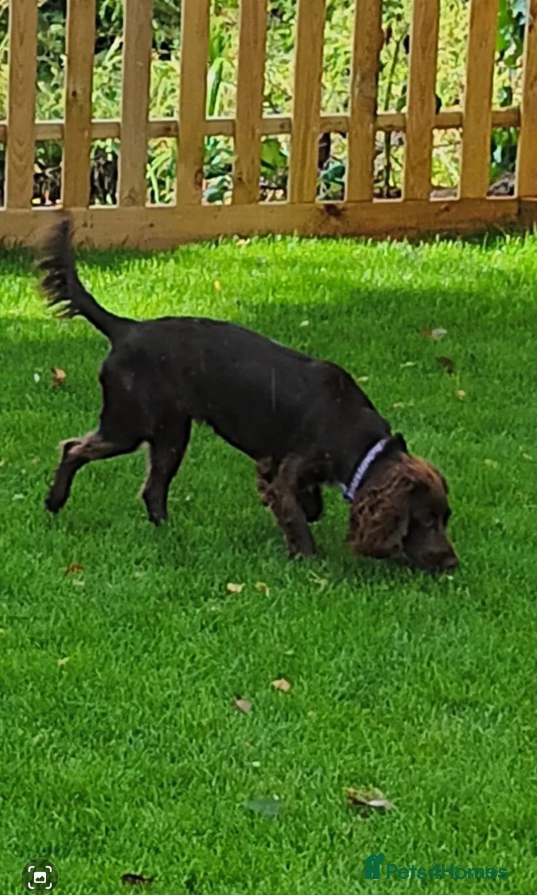 Cocker Spaniel dogs for sale: Spayed Female Cocker Spaniel For Rehoming - Advert 1