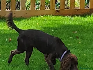 Cocker Spaniel dogs Spayed Female Cocker Spaniel For Rehoming - Advert 1