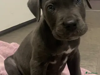 Cane Corso dogs Beautiful male cane corso puppy - Advert 6