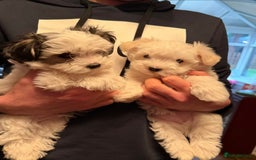 Morkie dogs for sale: Mini Morkies - Advert 4