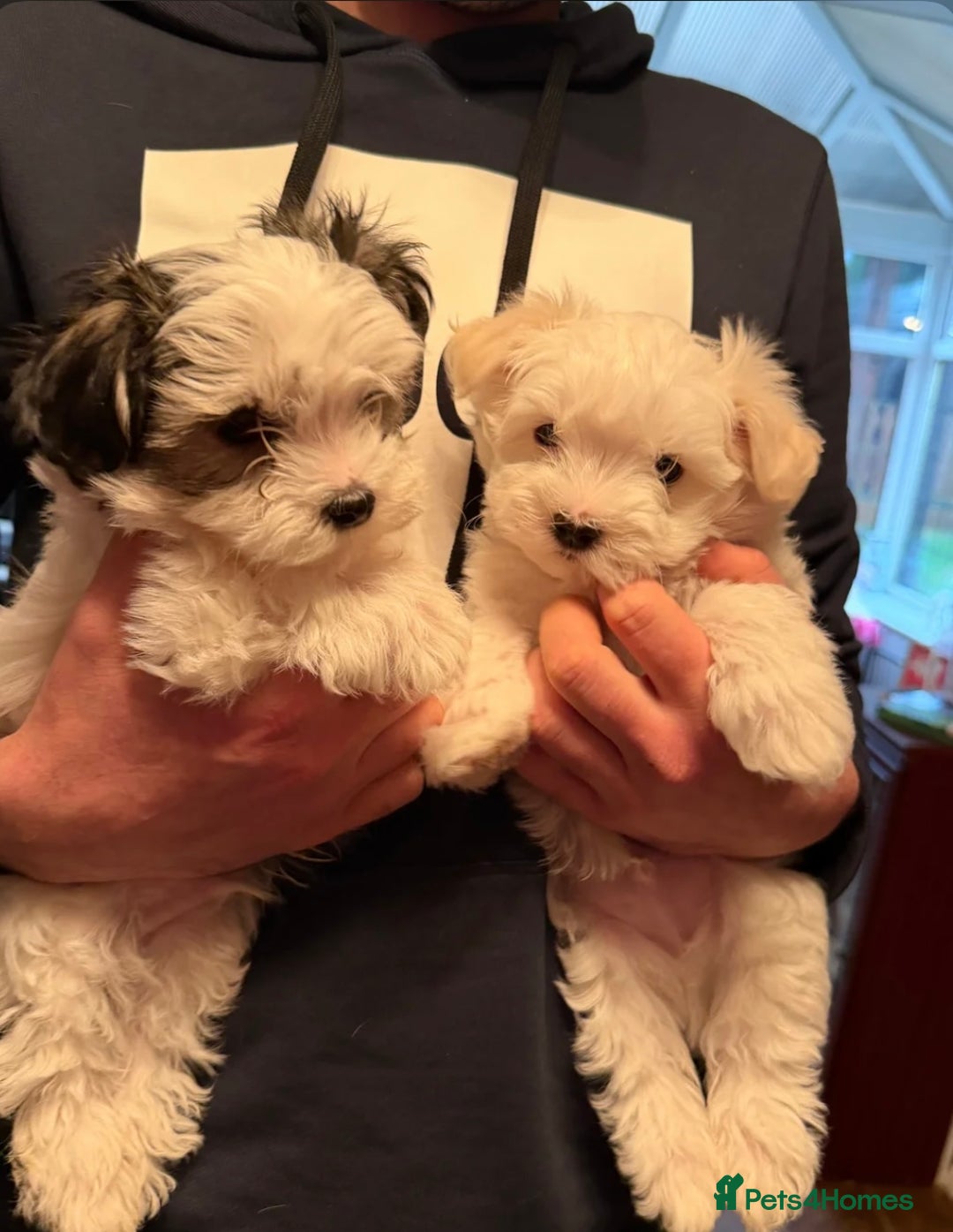 Morkie dogs for sale: Mini Morkies - Advert 4