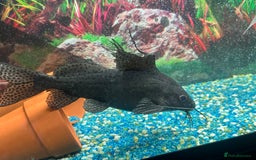 Cichlids fish for sale: All Tropical fish for sale £90  - Image 8
