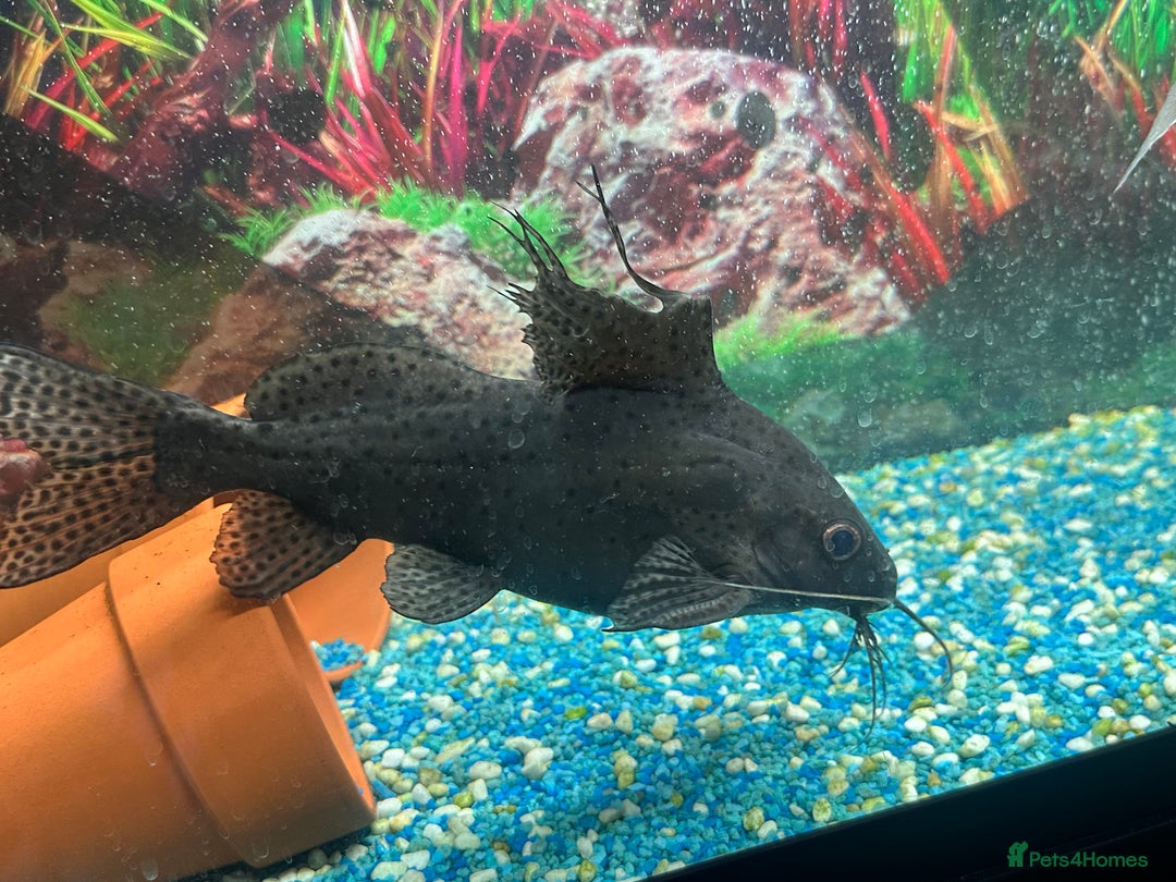 Cichlids fish for sale: All Tropical fish for sale £90  - Image 8