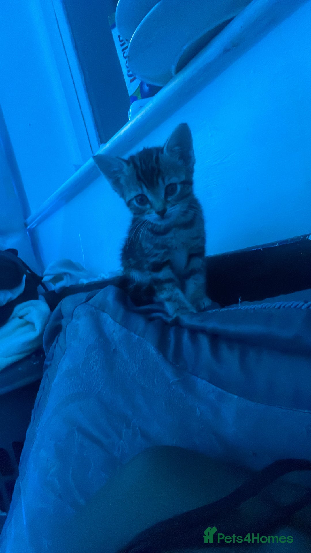 Domestic Shorthair cats for sale: 5-week-kittens - ready to leave at 8 weeks old  - Image 2