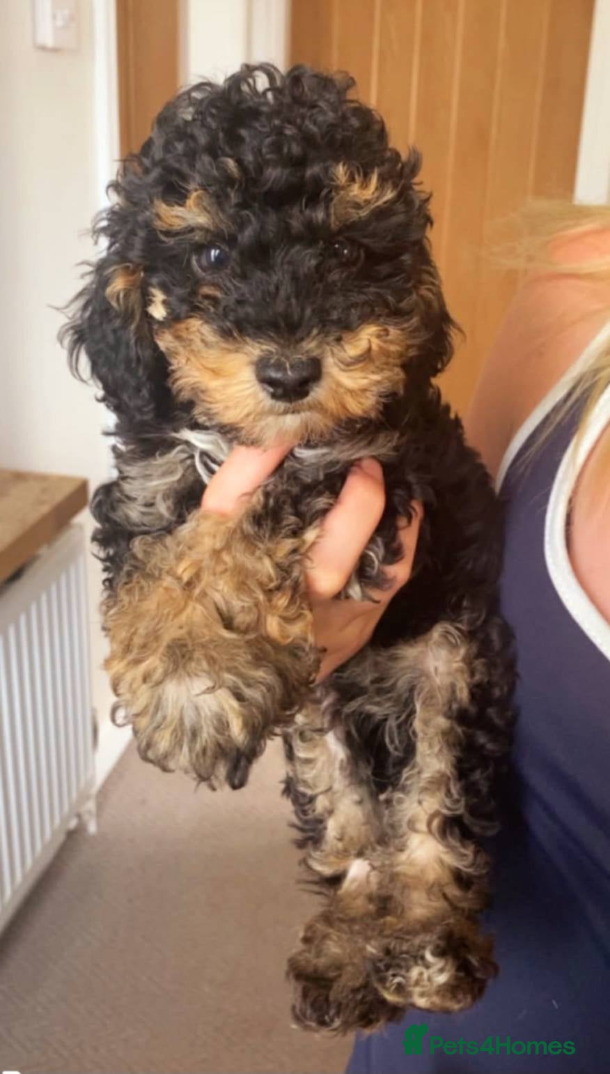 Miniature Poodle dogs Miniature poodle puppies  - Advert 1