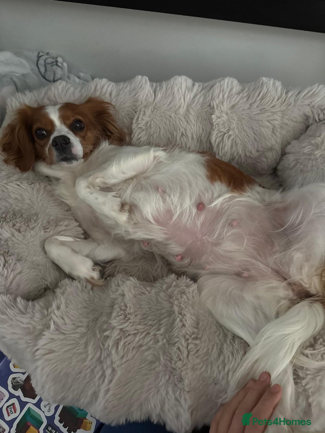 Cavapoo dogs for sale: Gorgeous Puppies ✨🐶 5 in litter Cavapo f1b dog   - Image 18