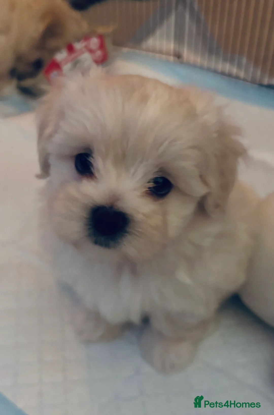 Maltipoo dogs for sale: Maltipoo - Advert 12