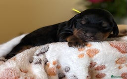 Cocker Spaniel dogs for sale: Stunning 5 Star KC  Show Cocker Spaniels - Image 27