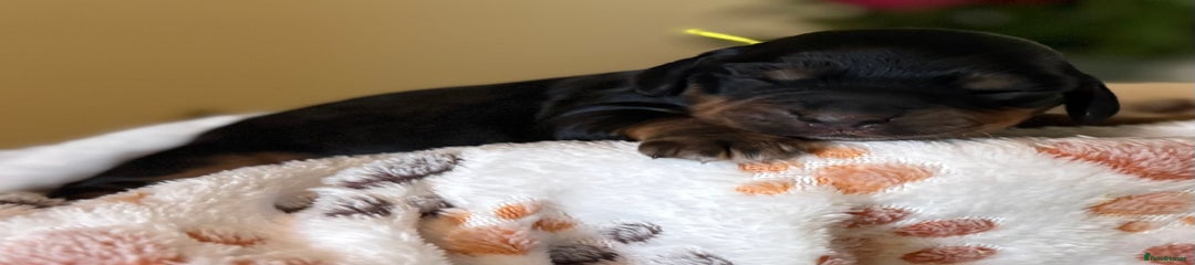 Black and Tan Female (Yellow Collar)