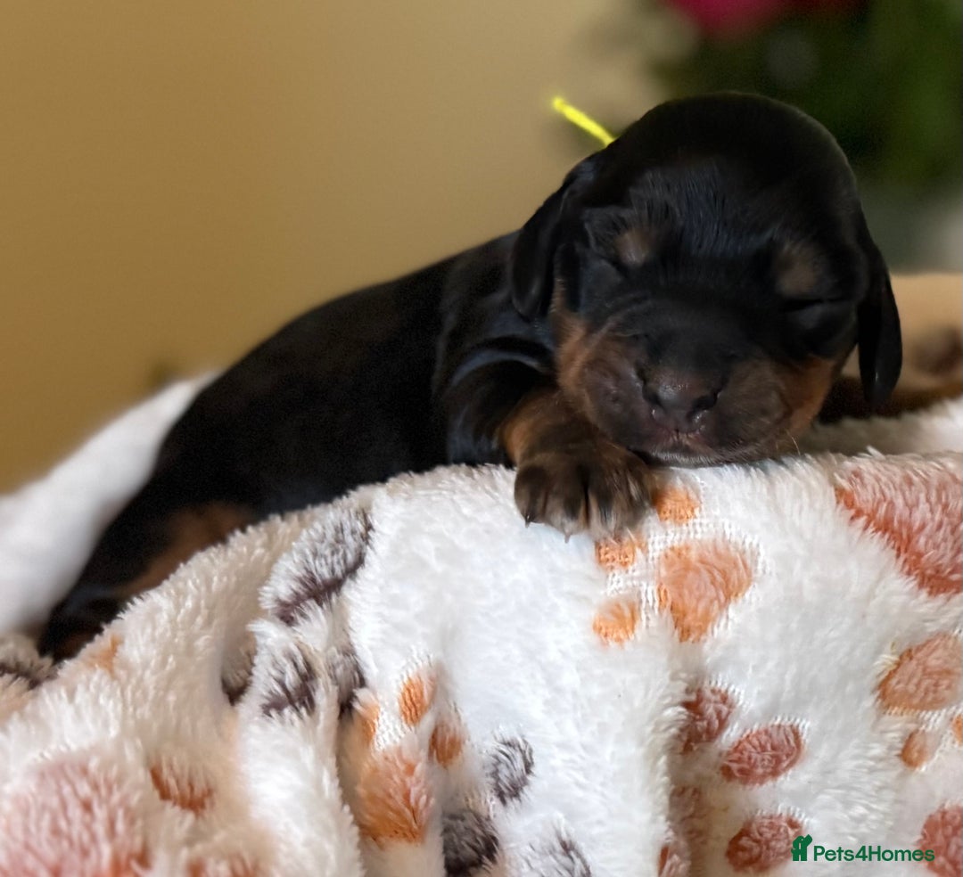 Cocker Spaniel dogs for sale: Stunning 5 Star KC  Show Cocker Spaniels - Image 27