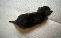 British Shorthair cats for sale: 🩵 3 British Long/Shorthair kittens! 🩵 - Image 10