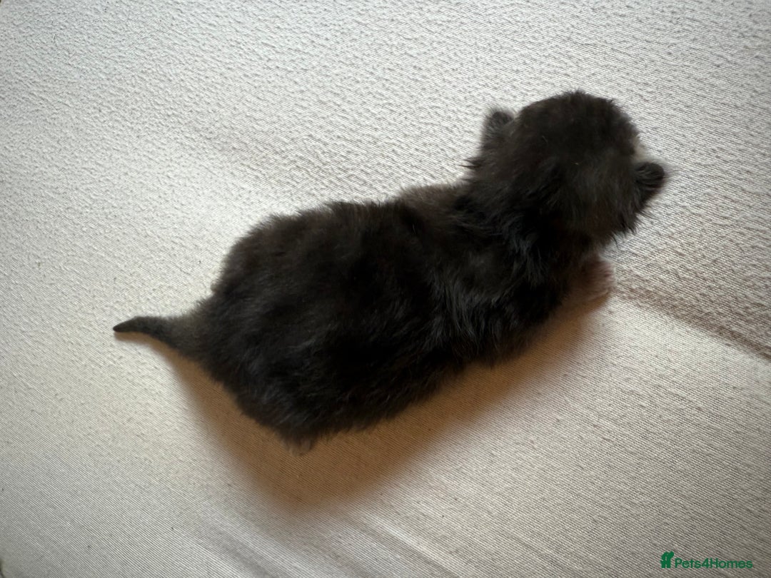 British Shorthair cats for sale: 🩵 3 British Long/Shorthair kittens! 🩵 - Image 10