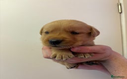 Goldador dogs for sale: Lovely Goldadors  - Image 9