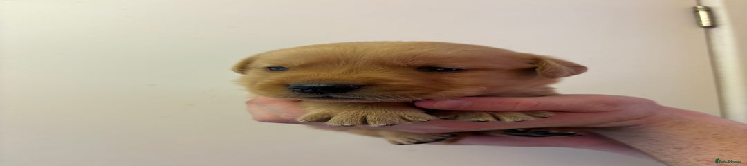 Goldador Puppy 9