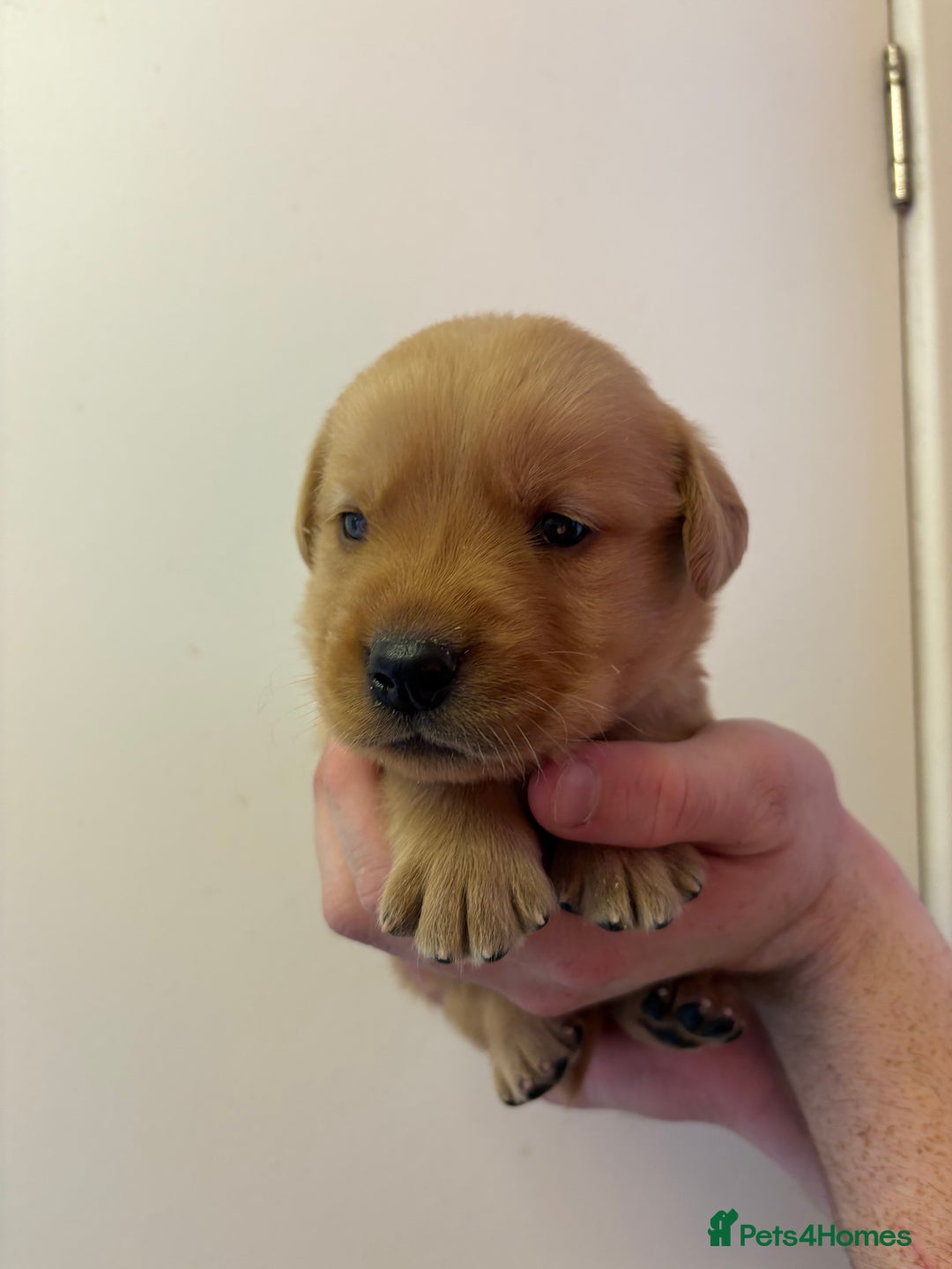 Goldador dogs for sale: Lovely Goldadors  - Image 9