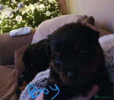 Rottweiler dogs Beautiful kc rottweiler puppies 3rd gen 2 left - Advert 3