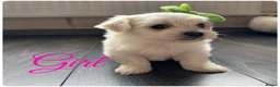 Maltese dogs for sale: Pure white Maltese puppies  - Advert 7