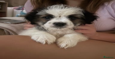 Mixed Breed dogs - Advert 15