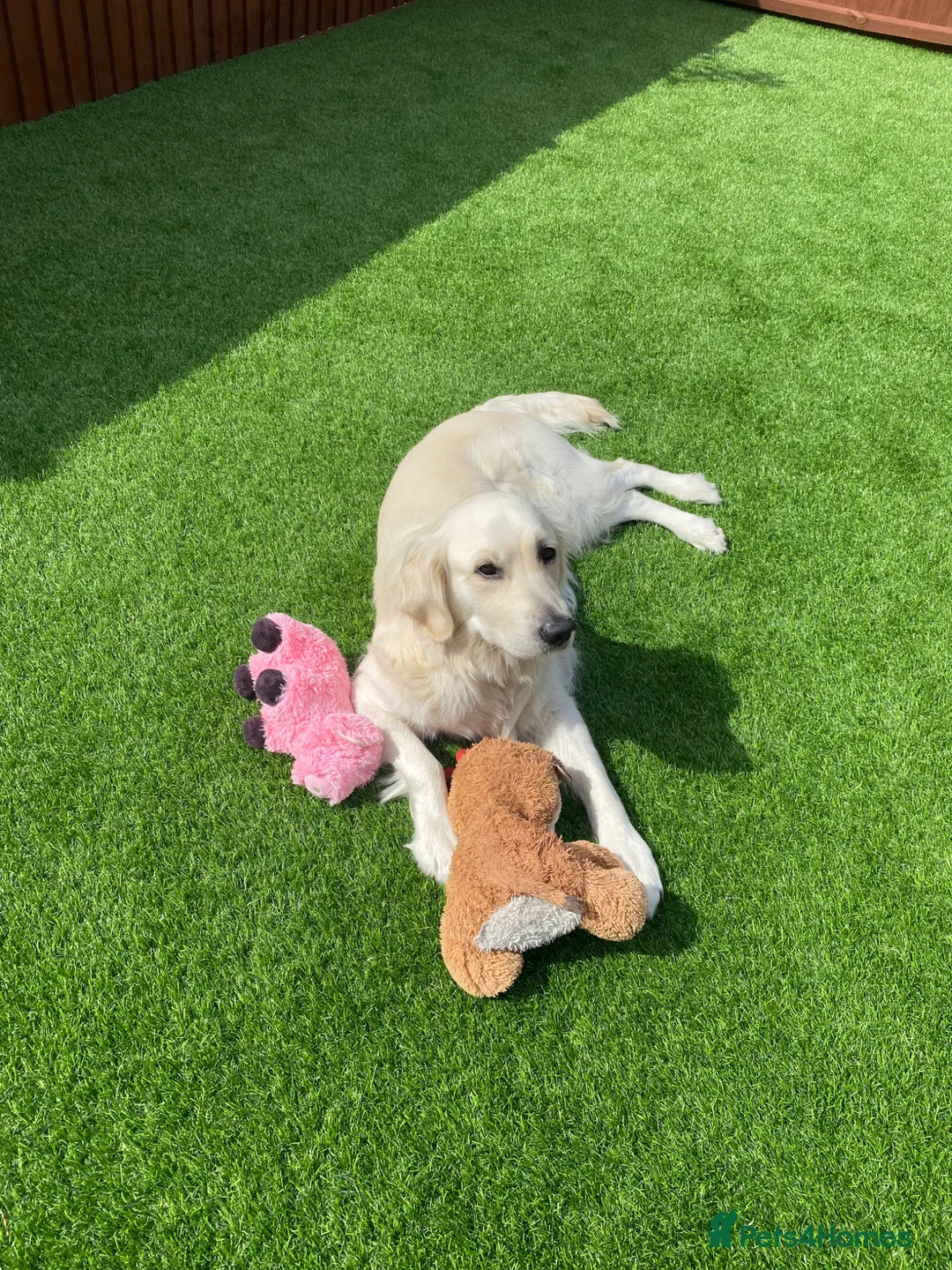 Golden Retriever dogs for sale: Expectant litter of Golden Retrievers - Advert 1