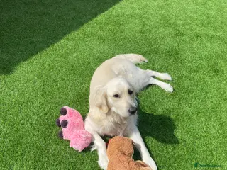 Golden Retriever dogs Expectant litter of Golden Retrievers - Advert 7