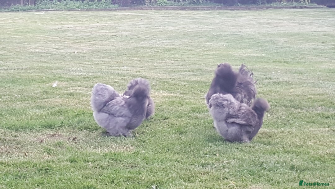 Chickens poultry for sale: Blue Bearded Silkie Hatching eggs with *Guarantee* - Image 3