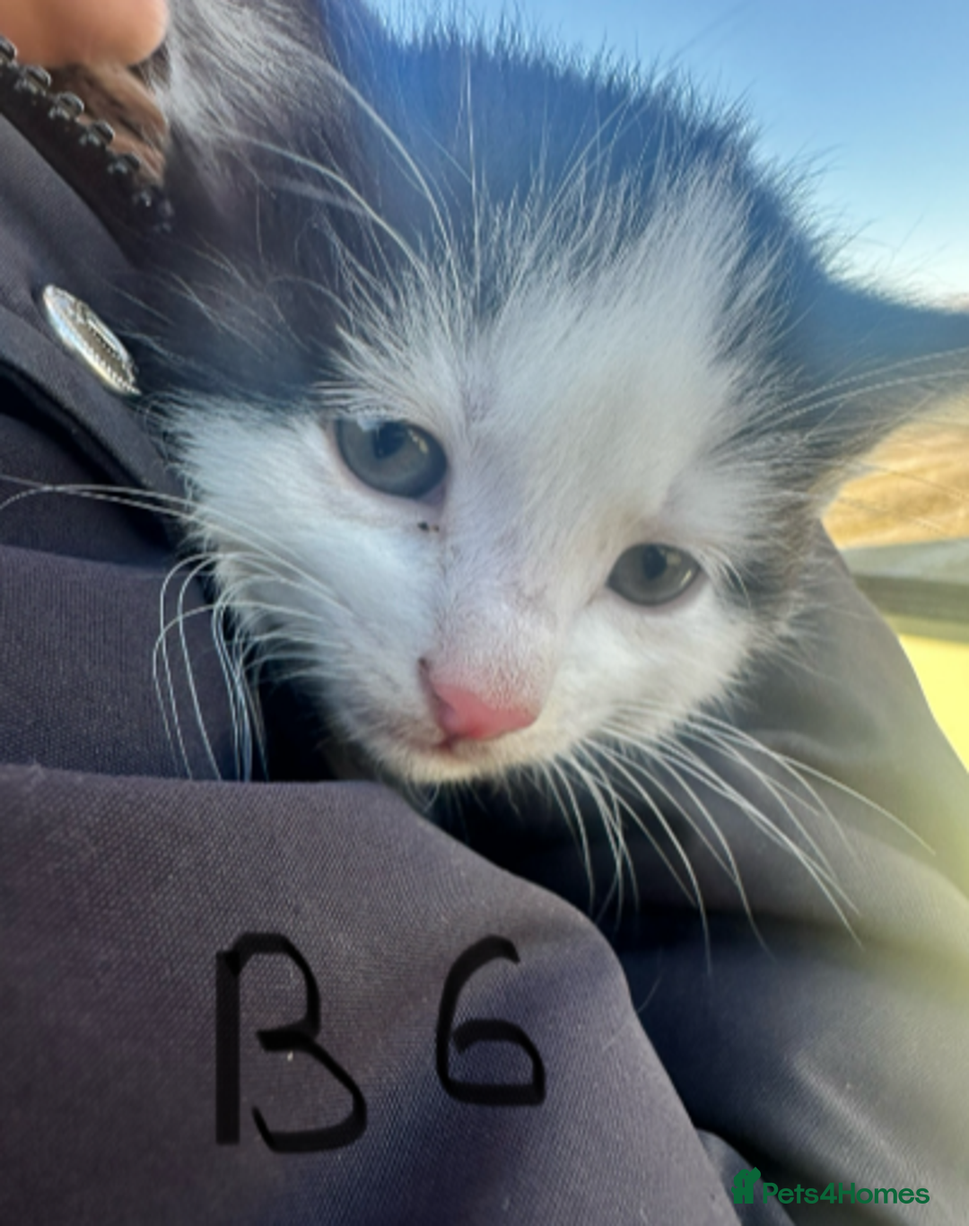 Mixed Breed cats for sale: Adorable Black and White Tuxedo Kittens - Advert 25