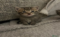 Mixed Breed cats for sale: 5 tabby/bengal kittens  - Image 7