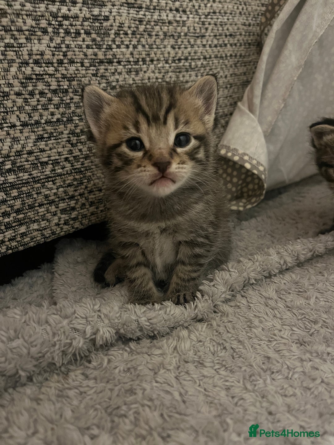 Mixed Breed cats for sale: 5 tabby/bengal kittens  - Image 7