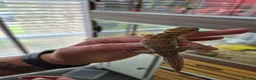 Leopard Gecko reptiles for sale: Various leopard geckos - Advert 14