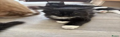 Mixed Breed 4