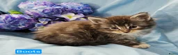Maine Coon cats for sale: Mainecoons ready now - Advert 38