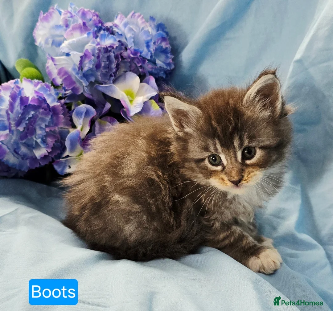 Maine Coon cats for sale: Mainecoons ready now - Advert 38