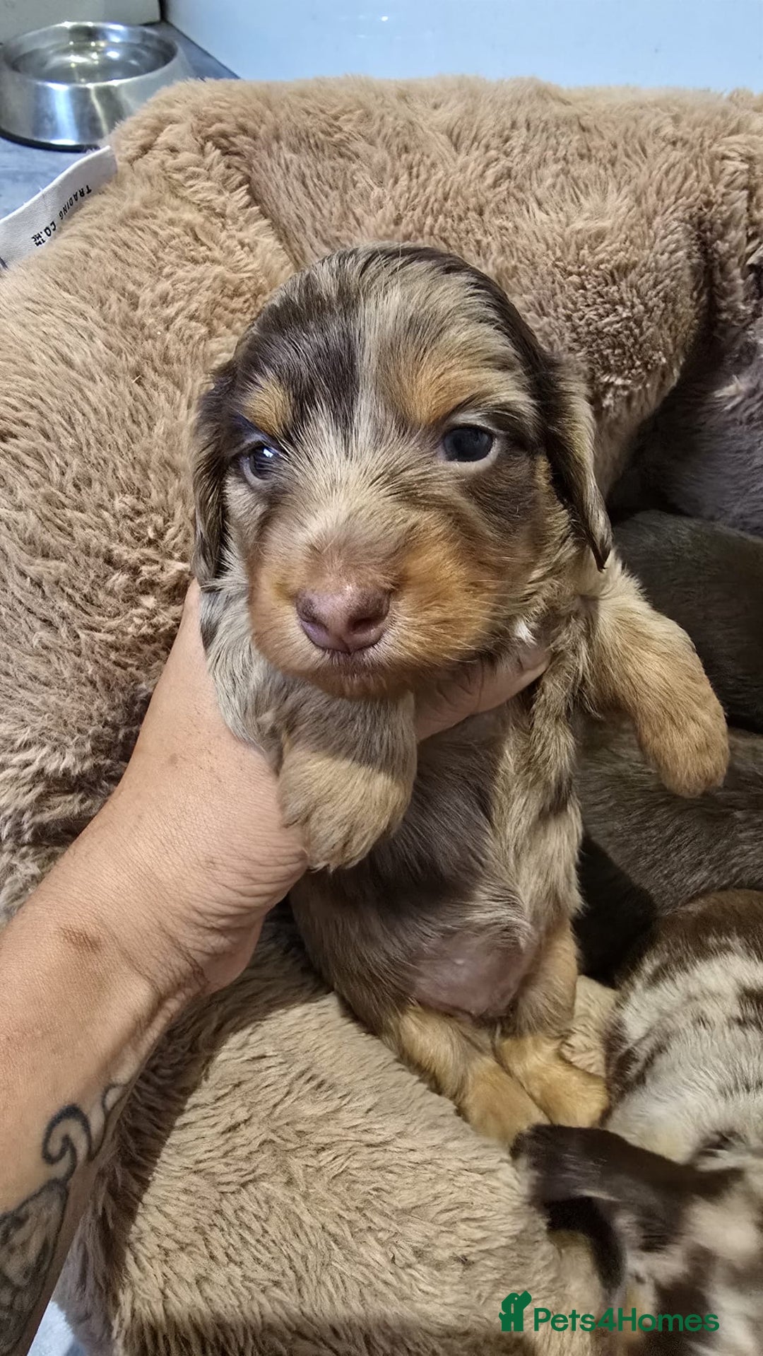 Miniature Dachshund dogs for sale: ❤️Longhair and wirehair sausages❤️ - Advert 12
