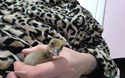 Ducks poultry for sale: Duckling looking for home - Image 2
