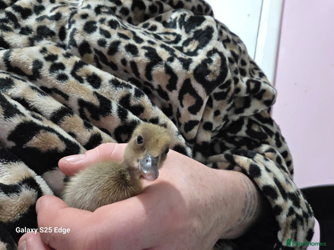 Ducks poultry for sale: Duckling looking for home - Image 2